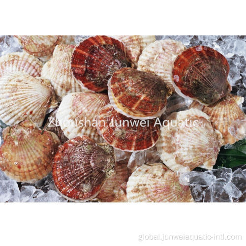 China hot sale frozen scallop Factory